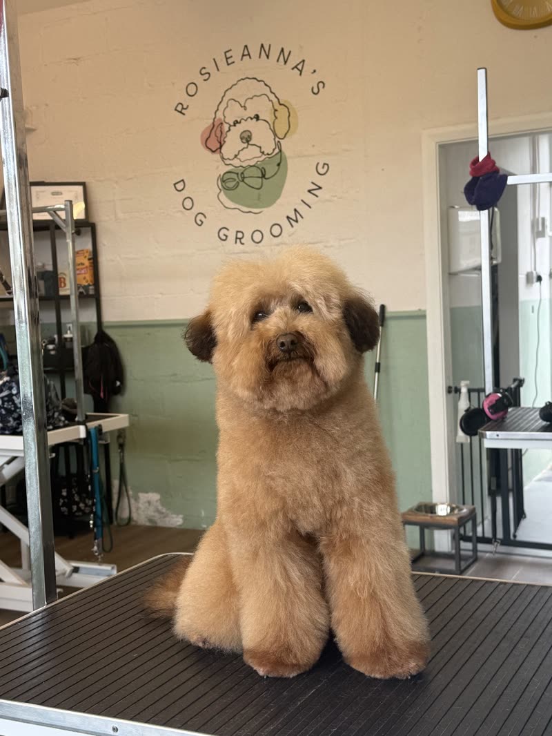 Freshly groomed cream cockapoo on the grooming table inside the Corsham salon