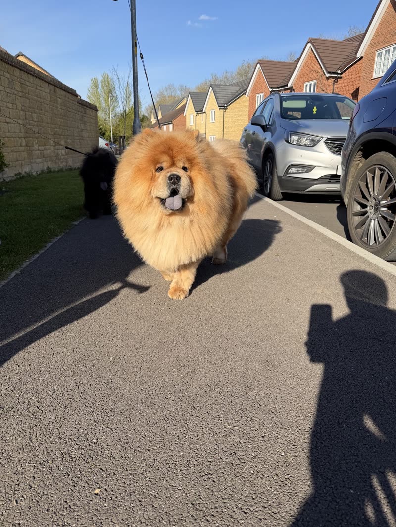 Ginger pomeranian walking along a sunny Corsham pavement after a groom