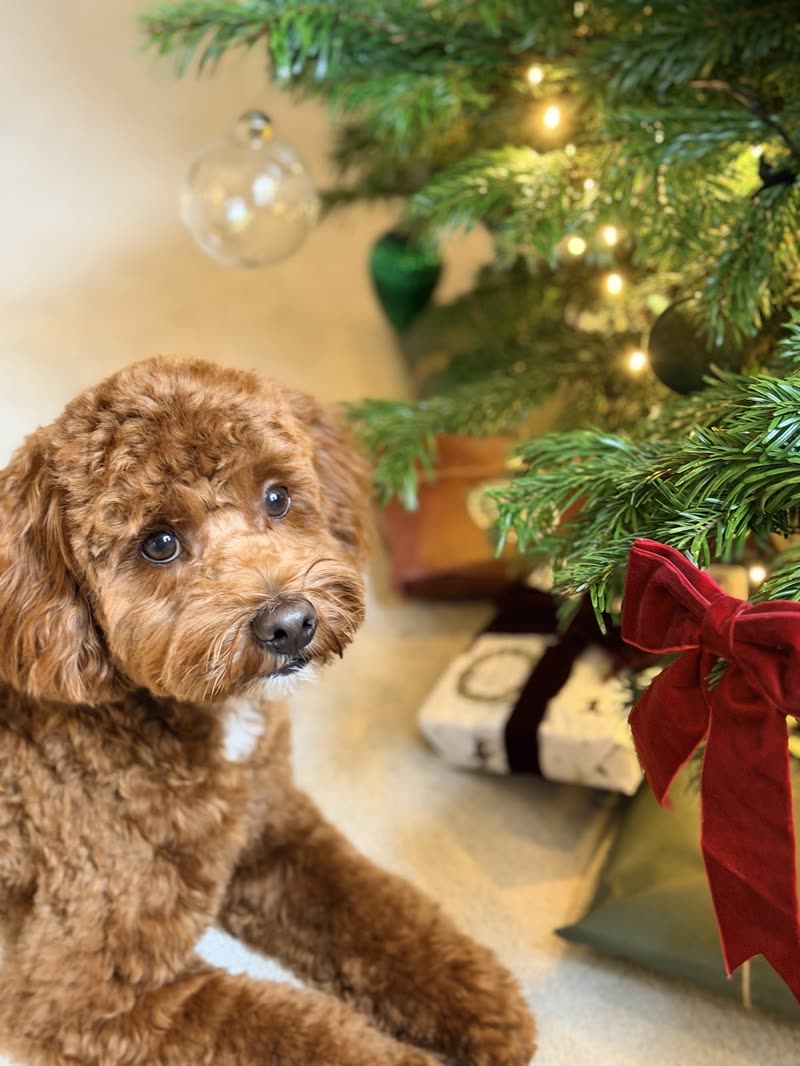Red curly-coated poodle cross lying beside a Christmas tree with presents