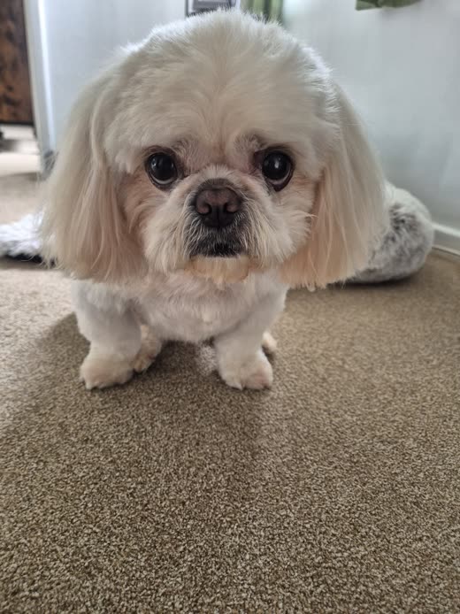 Cream shih tzu cross standing on carpet after a full groom, face freshly scissored