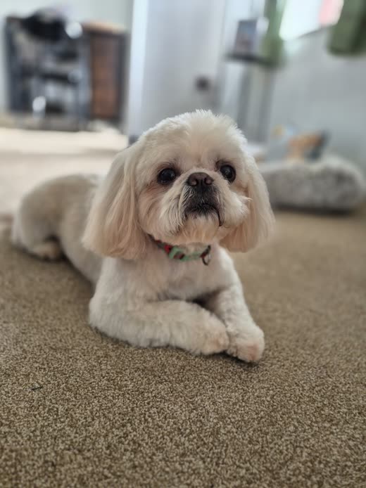 Cream shih tzu cross lying on carpet with a rounded, freshly scissored face